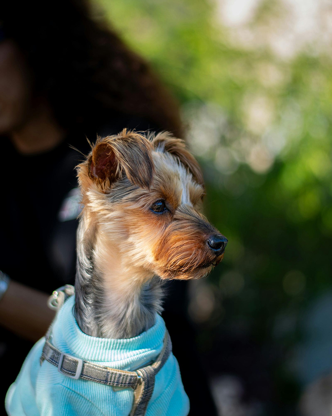 A small dog on a tree-lined Brookswood street